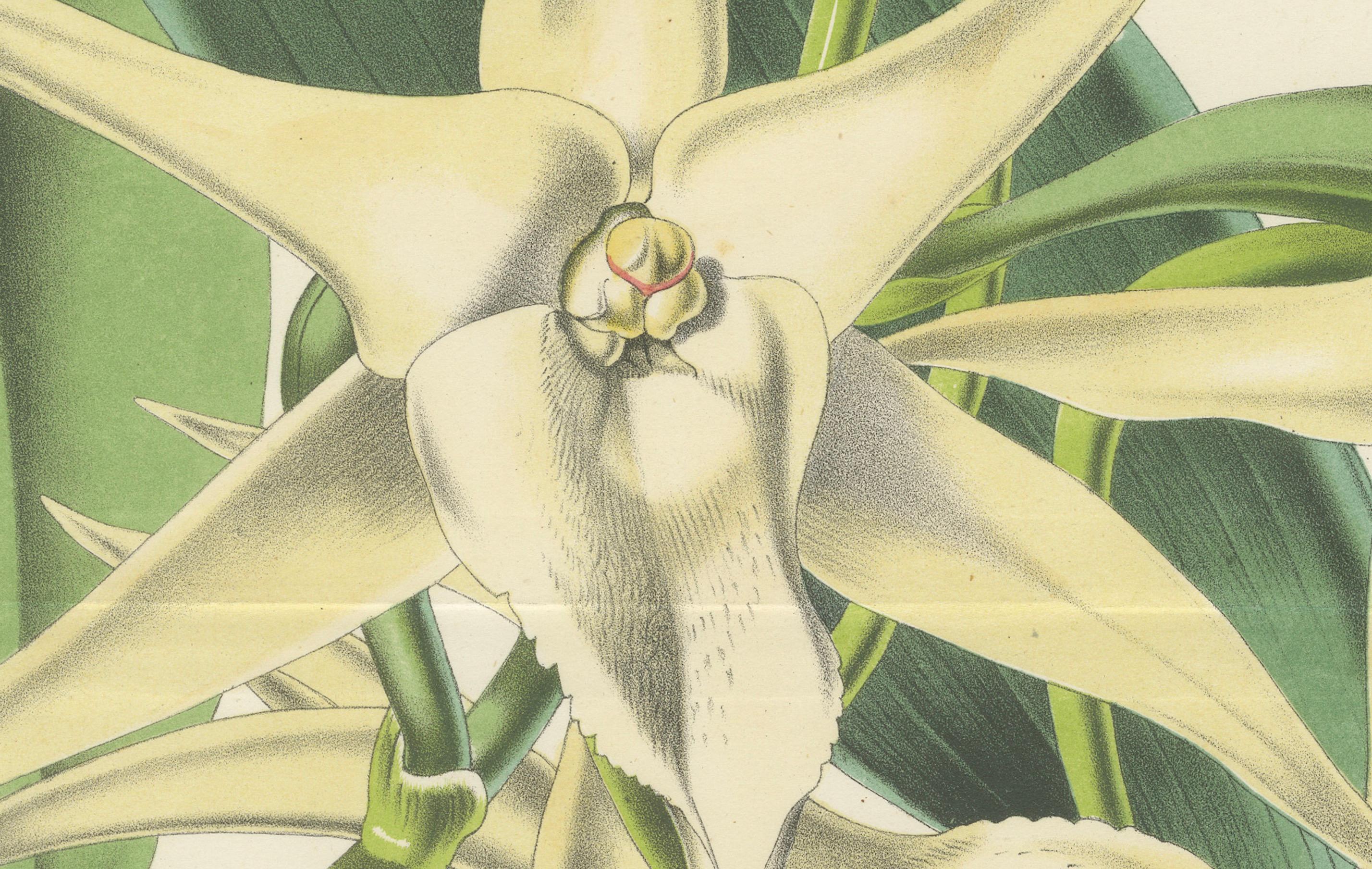 Comet Orchid (Darwin's Orchid): Handkolorierte Lithographie von Louis van Houtte 1855 im Zustand „Gut“ im Angebot in Langweer, NL