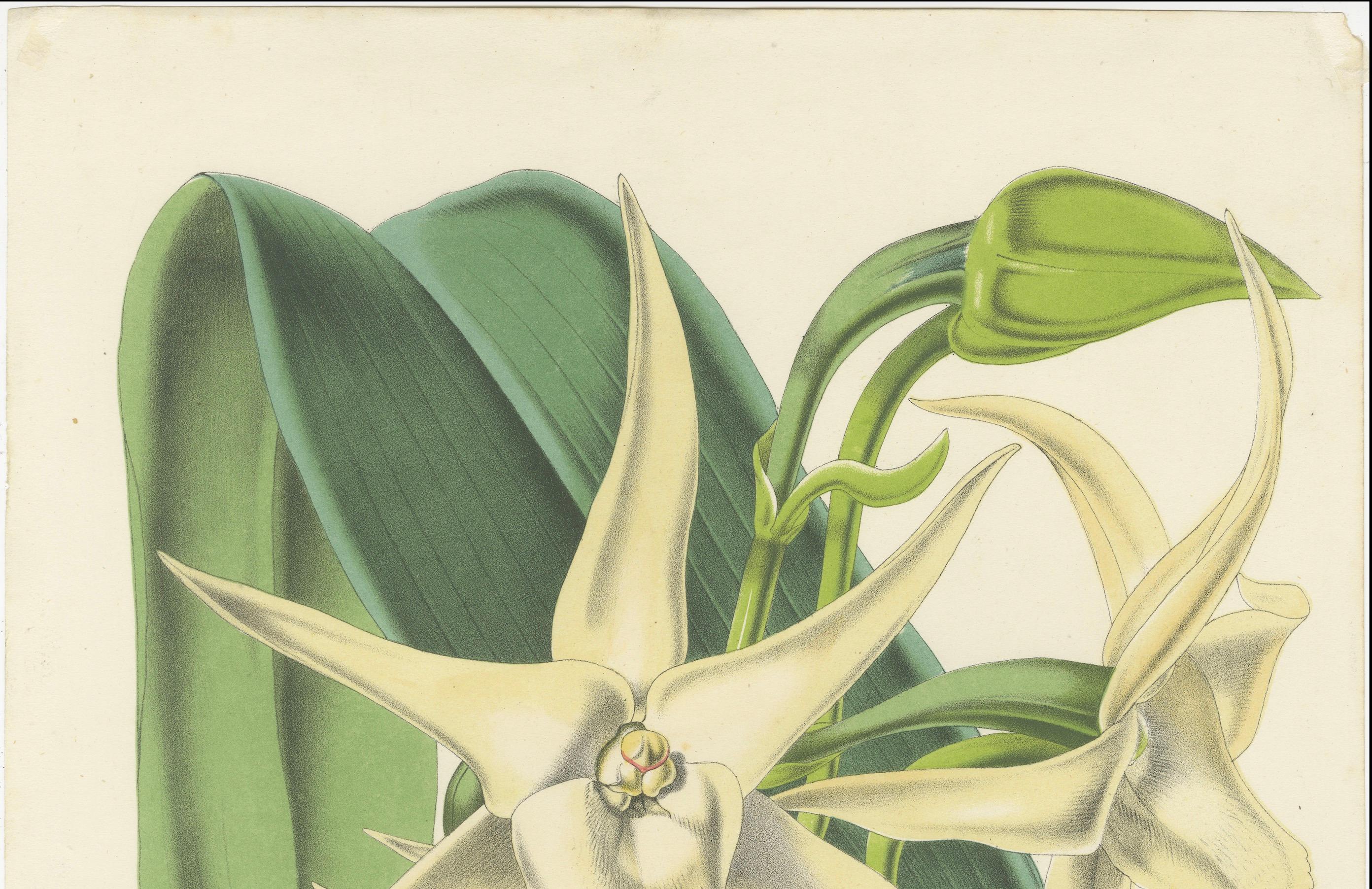 Comet Orchid (Darwin's Orchid): Handkolorierte Lithographie von Louis van Houtte 1855 (Mittleres 19. Jahrhundert) im Angebot