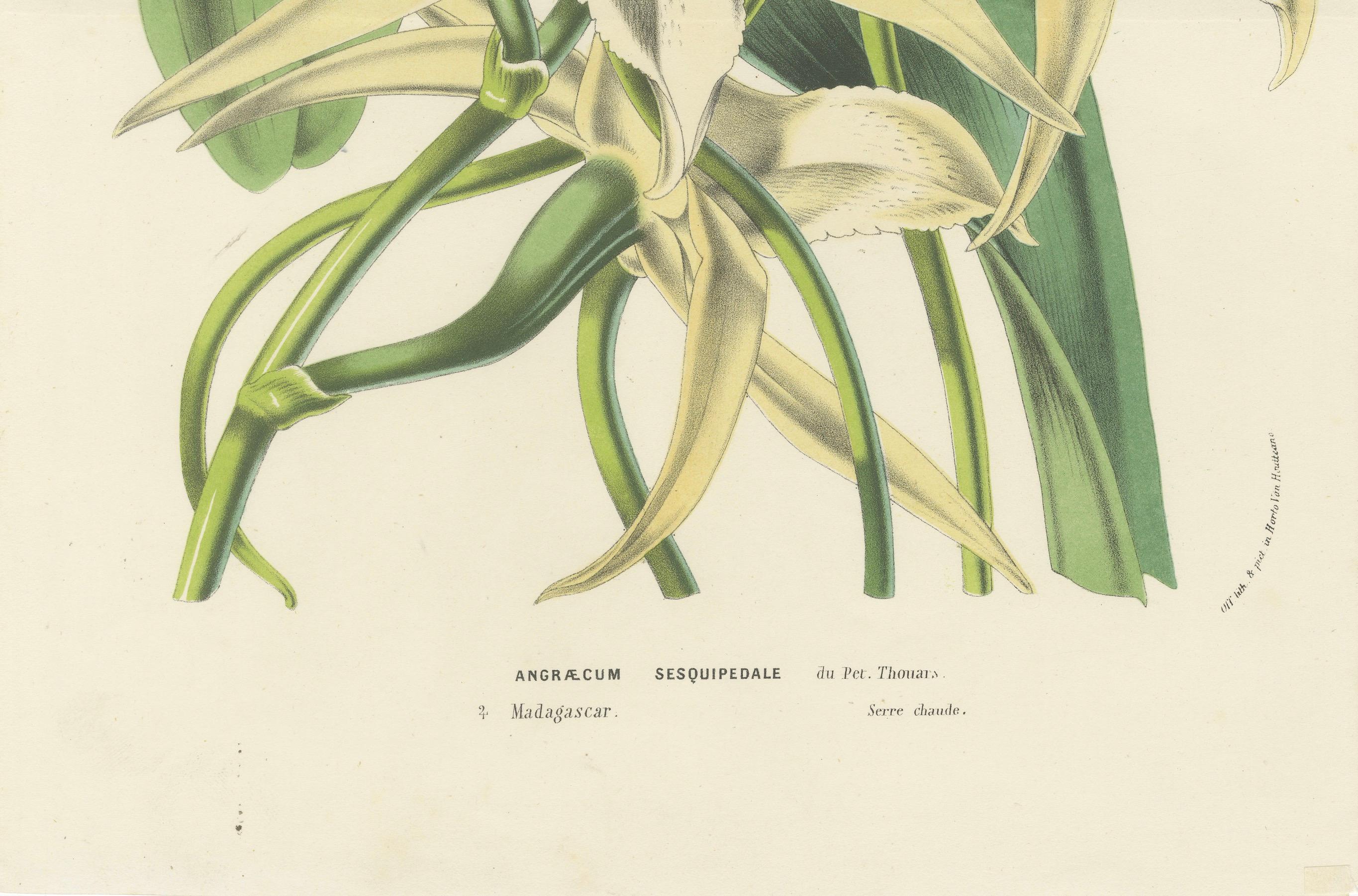 Comet Orchid (Darwin's Orchid): Handkolorierte Lithographie von Louis van Houtte 1855 (Papier) im Angebot