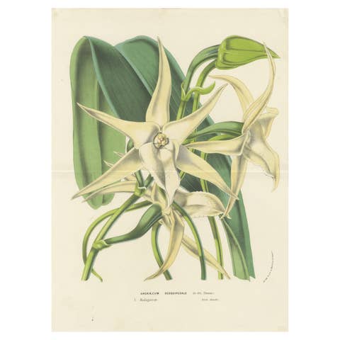 Comet Orchid (Darwin's Orchid): Hand-Colored Lithograph by Louis van Houtte 1855