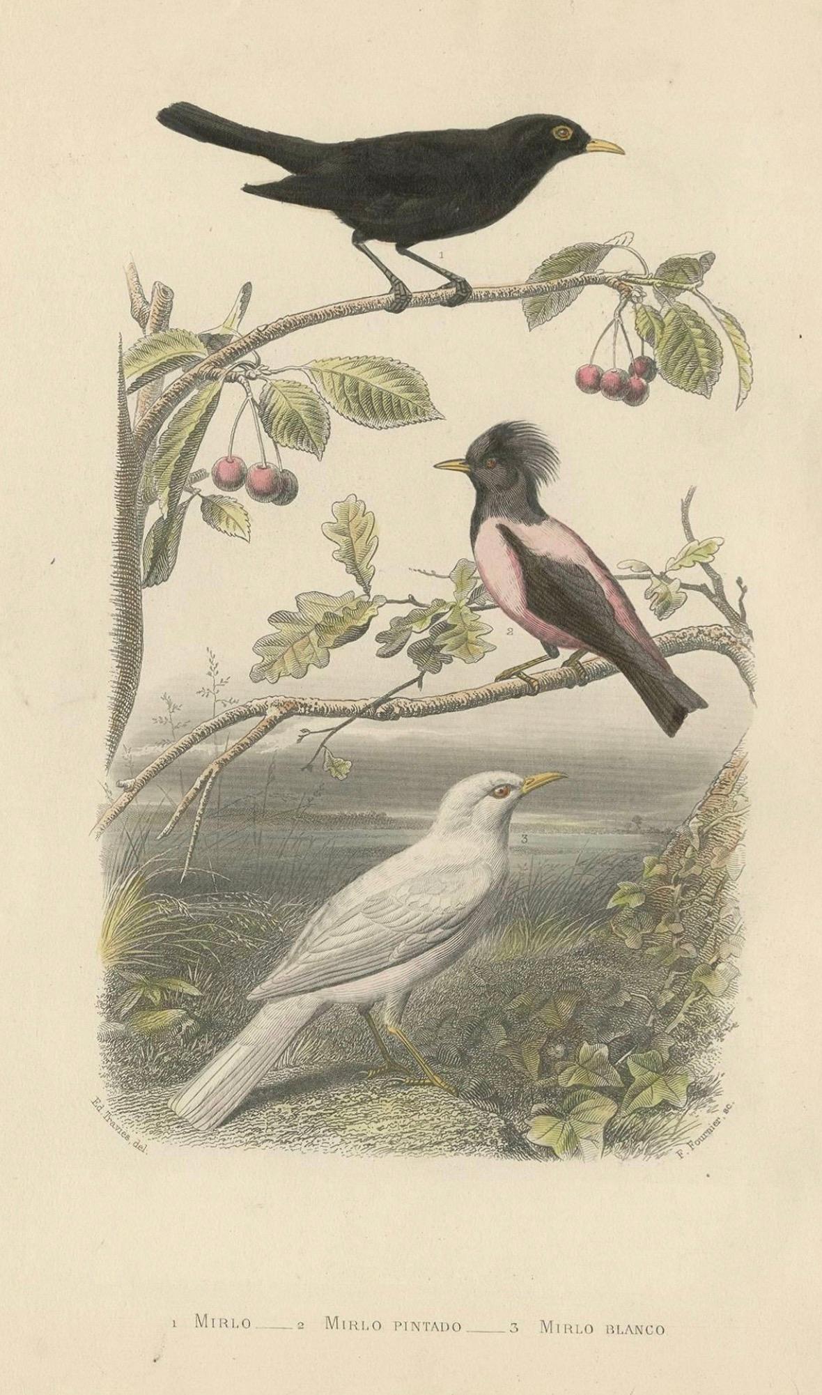 Common Blackbird, Rosy Starling and Albino Blackbird – Antique Bird Print, 1860