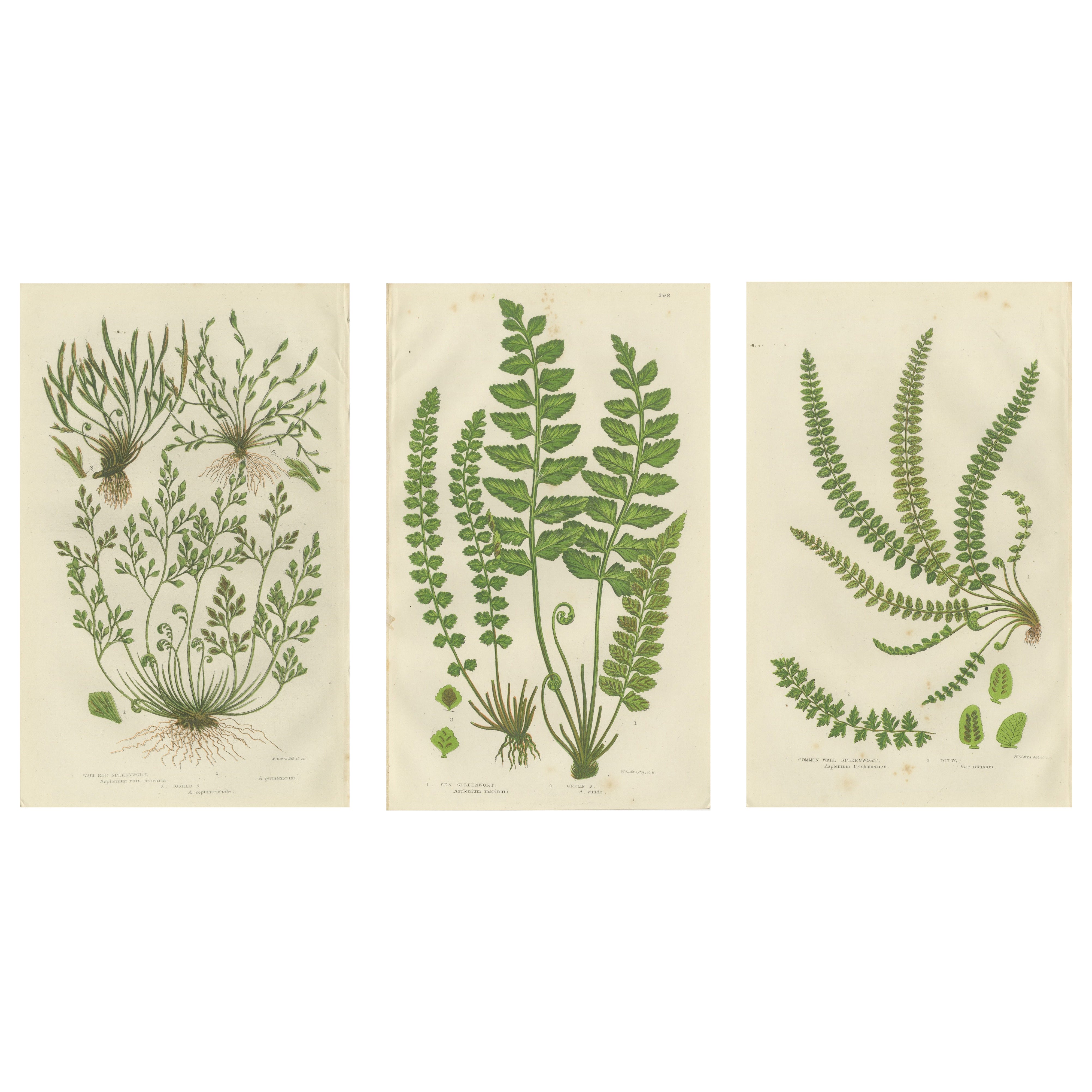 Common Club Moss, Alpine Club Moss and Fir Club Moss – Botanical Triptych, 1873