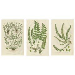 Common Club Moss, Alpine Club Moss and Fir Club Moss – Botanical Triptych, 1873