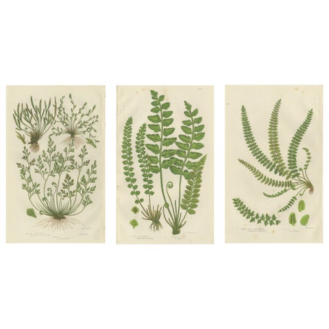 Common Club Moss, Alpine Club Moss and Fir Club Moss, Botanical Triptych, 1873