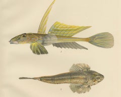 Common Dragonet - Graceful Hand-Coloured Scandinavian Fish Lithograph, 1895