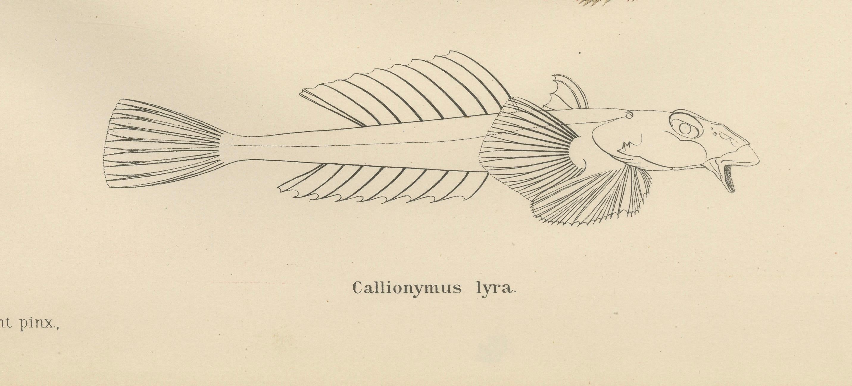 Common Dragonet - Graceful Hand-Coloured Scandinavian Fish Lithograph, 1895 In Good Condition For Sale In Langweer, NL