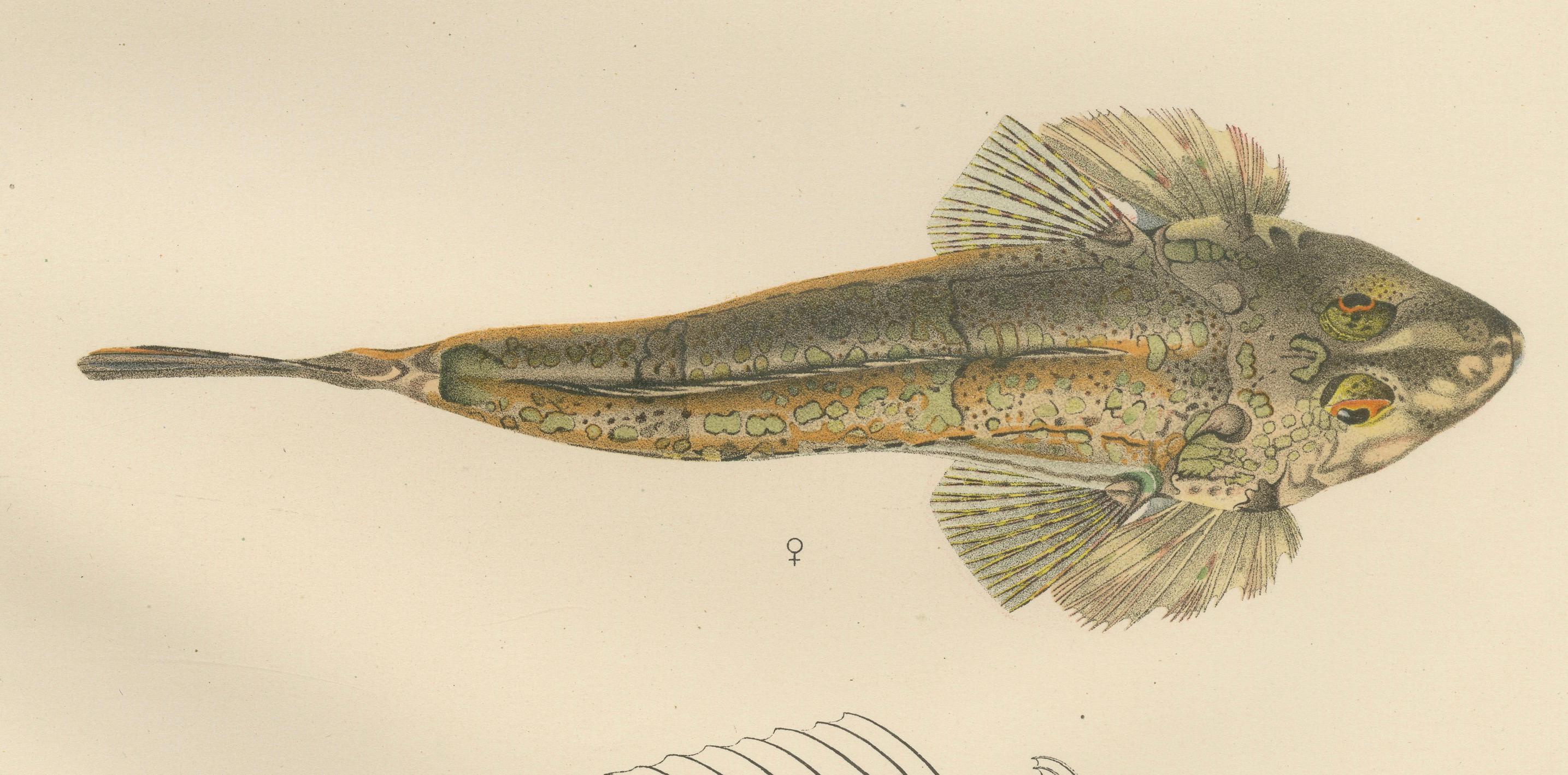 Late 19th Century Common Dragonet - Graceful Hand-Coloured Scandinavian Fish Lithograph, 1895 For Sale