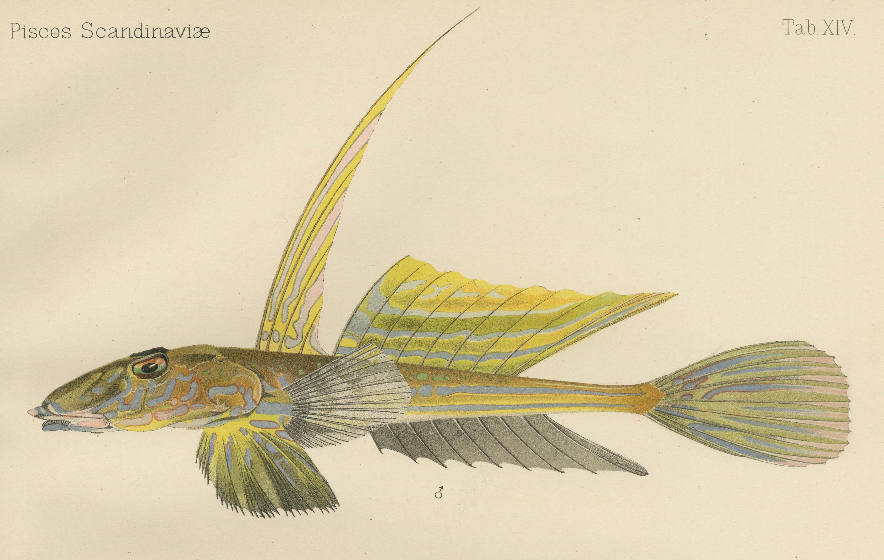 Paper Common Dragonet - Graceful Hand-Coloured Scandinavian Fish Lithograph, 1895 For Sale