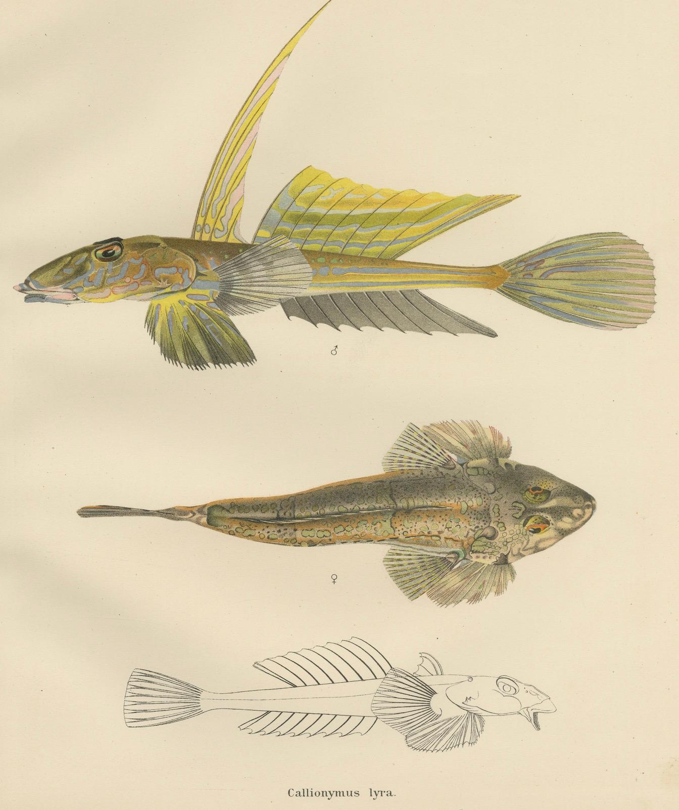 Common Dragonet - Graceful Hand-Coloured Scandinavian Fish Lithograph, 1895 For Sale 1