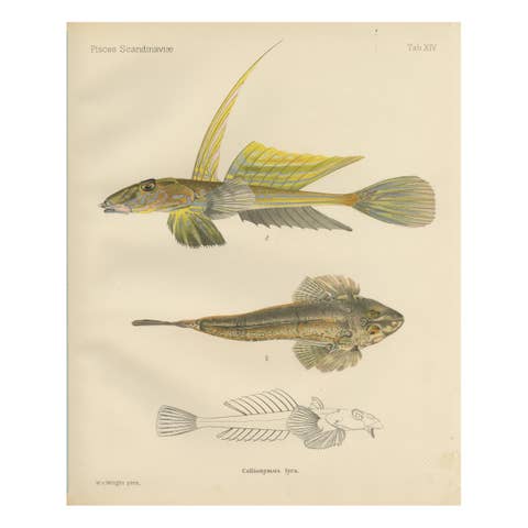 Common Dragonet - Graceful Hand-Coloured Scandinavian Fish Lithograph, 1895