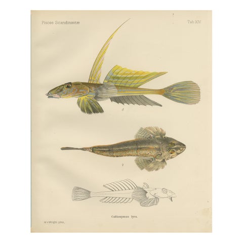 Common Dragonet - Graceful Hand-Coloured Scandinavian Fish Lithograph, 1895