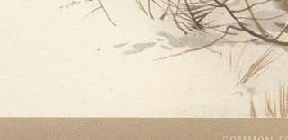Common Fox in Winter Landscape, Antique Animal Chromolithograph, 1894, view 10