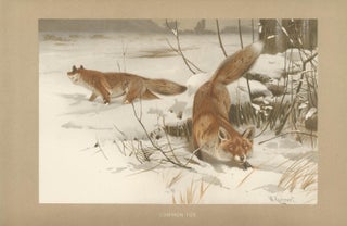 Common Fox in Winter Landscape, Antique Animal Chromolithograph, 1894, view 2