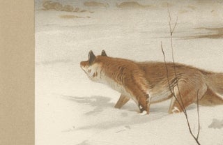 Common Fox in Winter Landscape, Antique Animal Chromolithograph, 1894, view 3