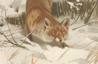 Common Fox in Winter Landscape, Antique Animal Chromolithograph, 1894, view 6