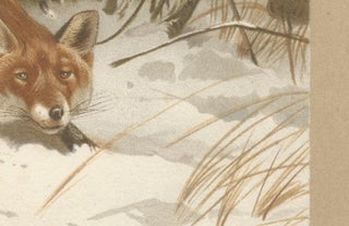 Common Fox in Winter Landscape, Antique Animal Chromolithograph, 1894, view 8