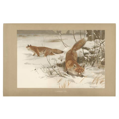 Common Fox in Winter Landscape – Antique Animal Chromolithograph, 1894