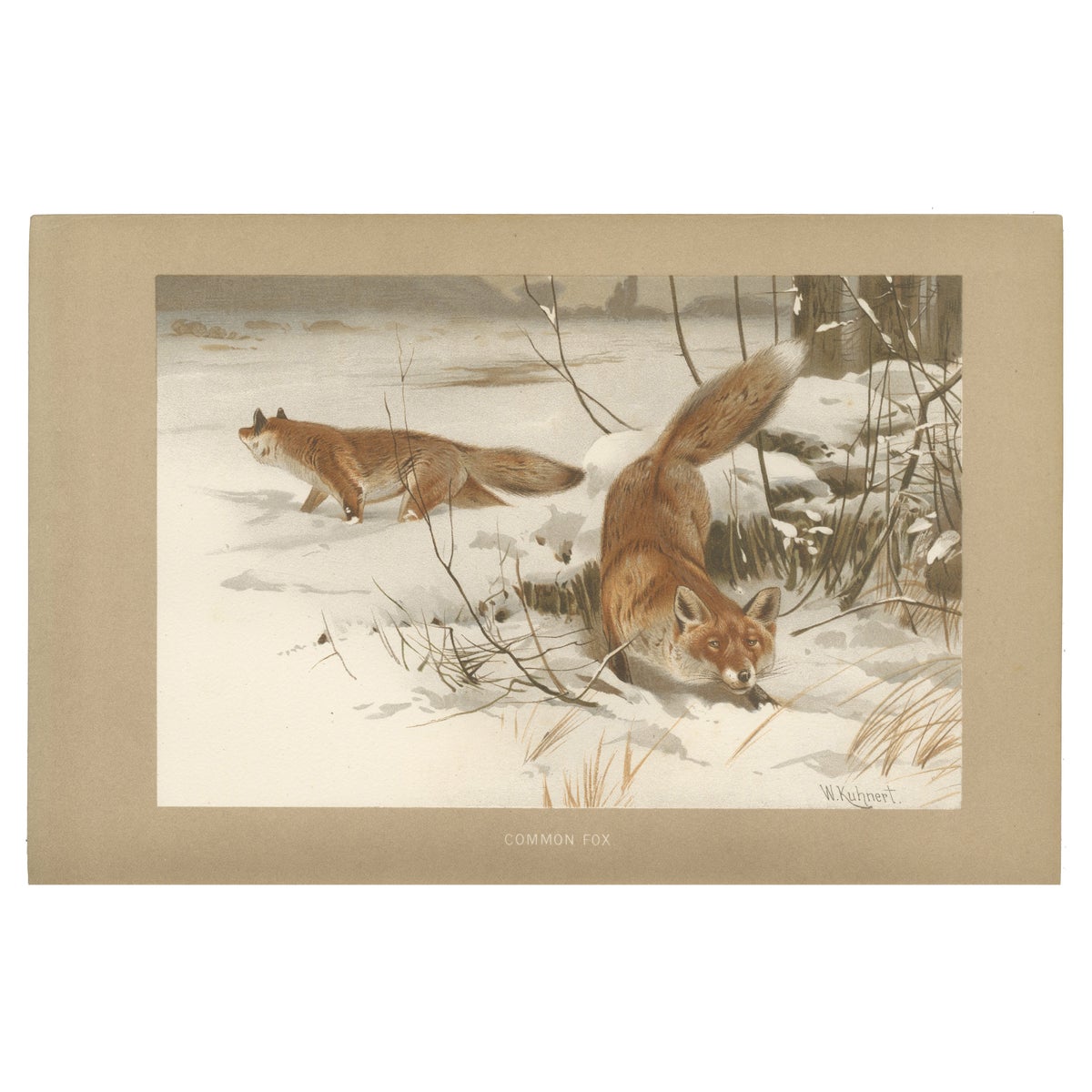 Common Fox in Winter Landscape, Antique Animal Chromolithograph, 1894