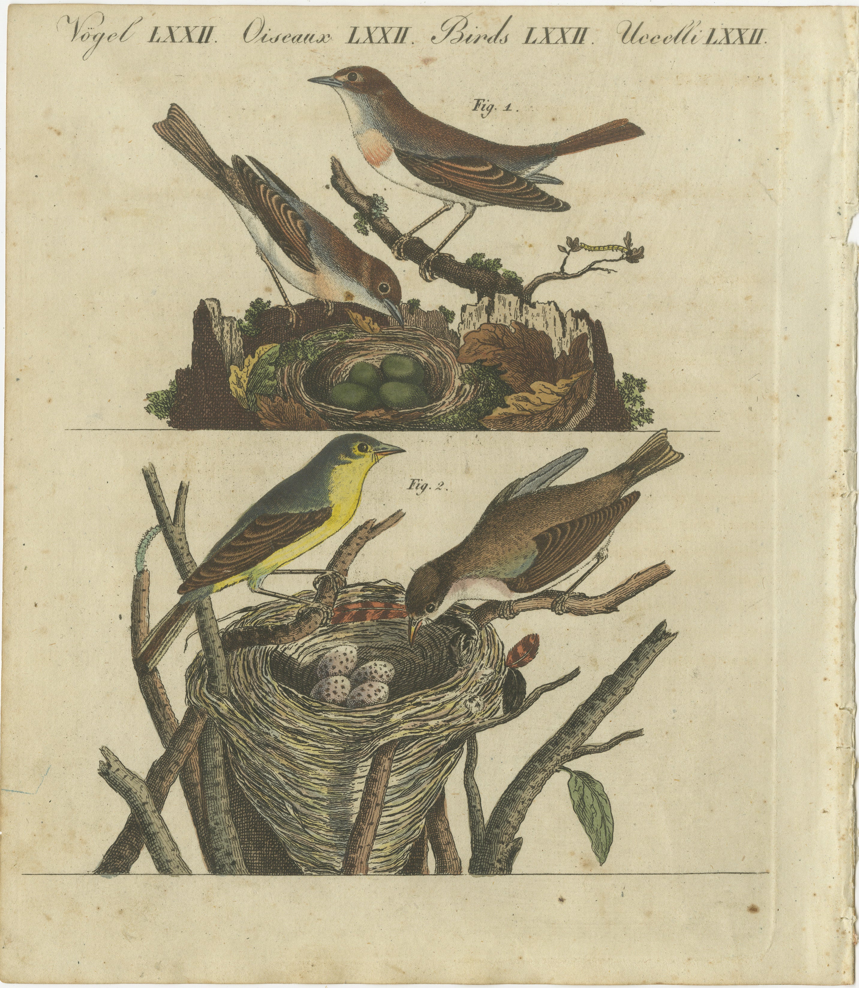 Common Nightingale (Luscinia megarhynchos) and Chiffchaff (Phylloscopus collybita) with Nest and Eggs, 1805 Charming Engraving by Bertuch

Description: This delightful handcolored copperplate engraving from Friedrich Johann Bertuch's *Bilderbuch für
