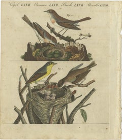 Common Nightingale and Chiffchaff with Nest and Eggs, 1805 Engraving by Bertuch