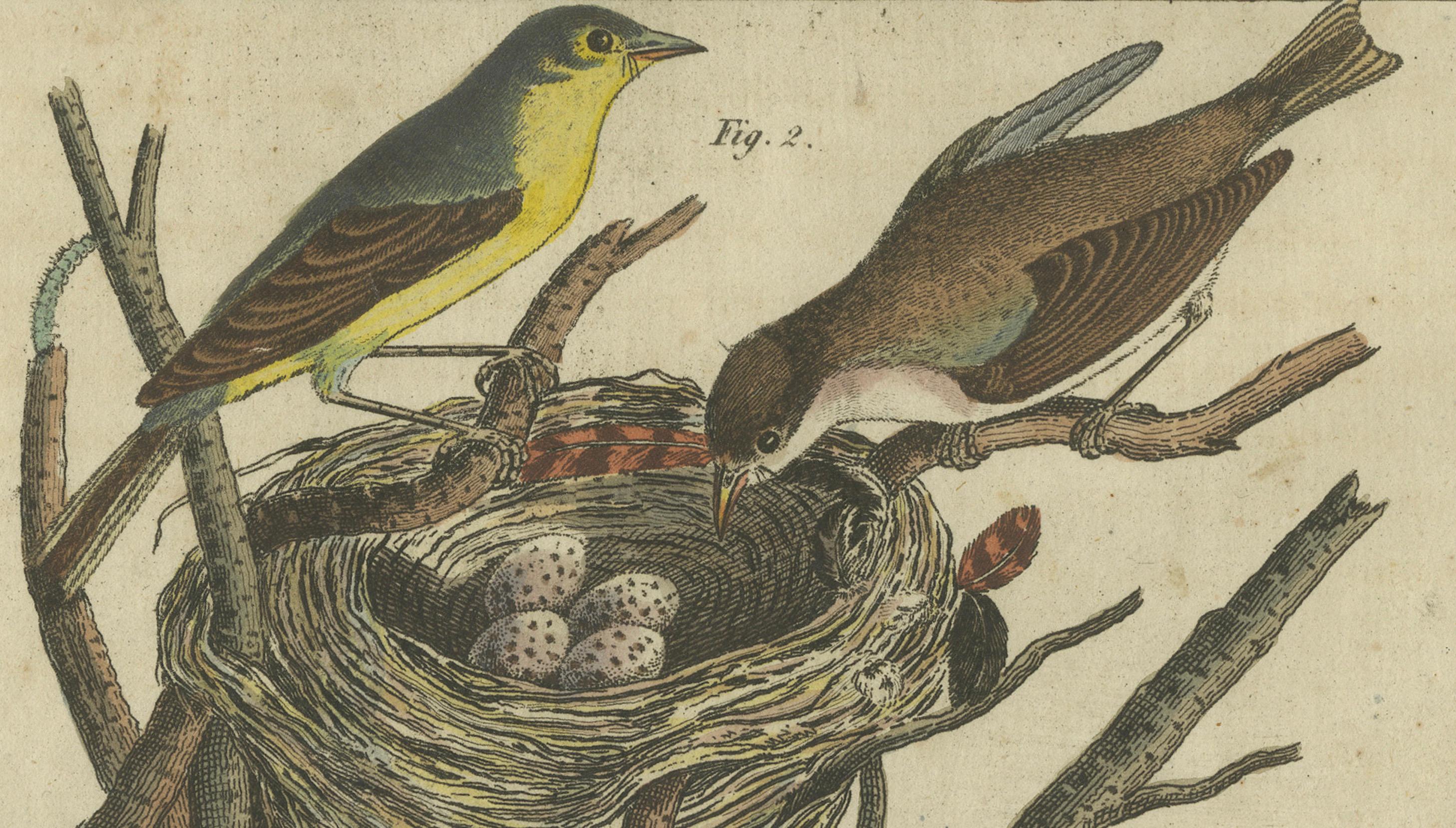 Engraved Common Nightingale and Chiffchaff with Nest and Eggs, 1805 Engraving by Bertuch For Sale