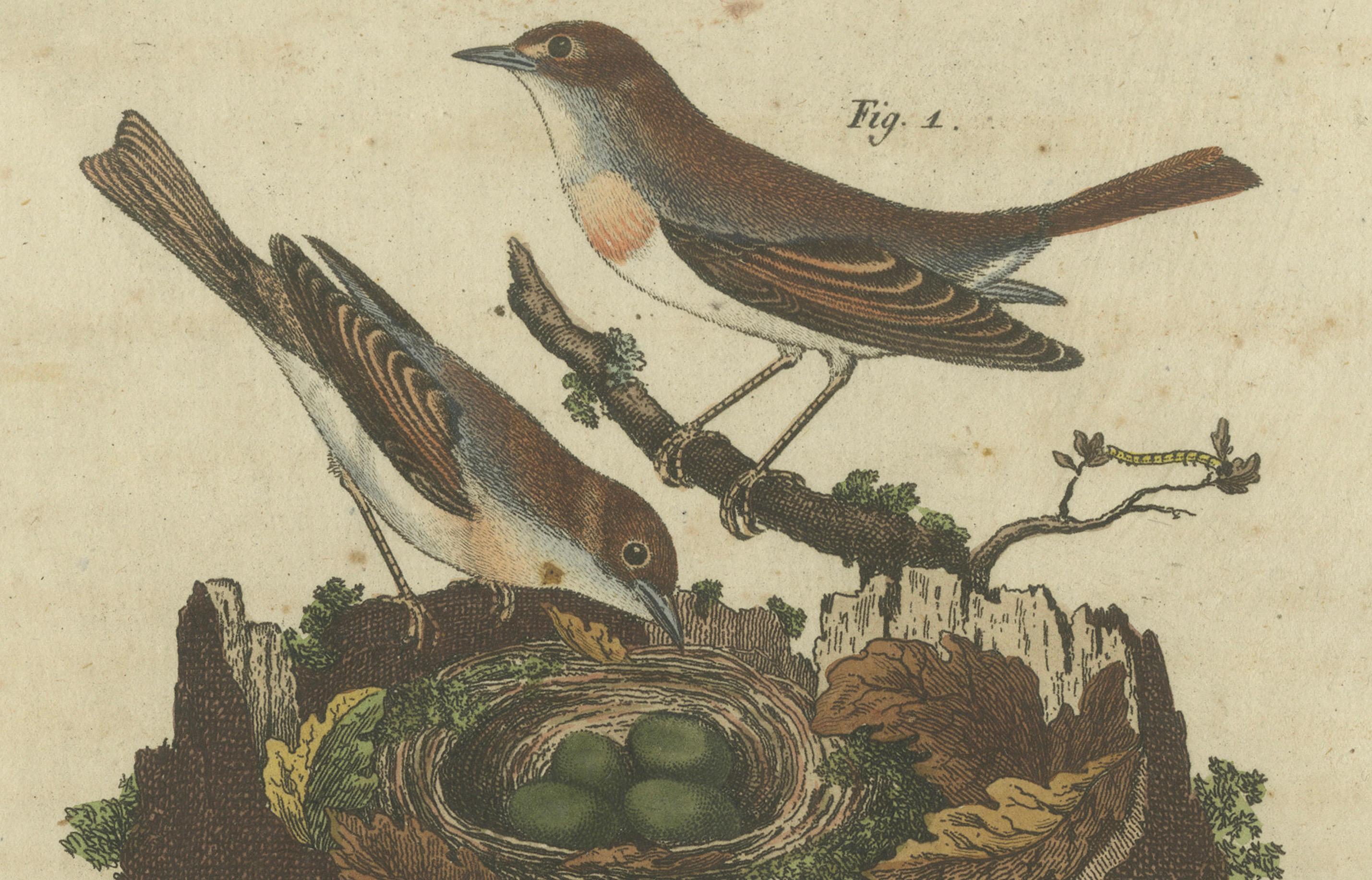 Common Nightingale and Chiffchaff with Nest and Eggs, 1805 Engraving by Bertuch In Good Condition For Sale In Langweer, NL