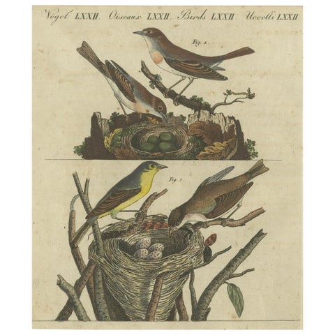 Common Nightingale and Chiffchaff with Nest and Eggs, 1805 Engraving by Bertuch