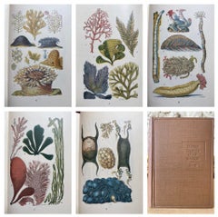 Common Objects of the Sea Shore, Small Book by J.G. Wood with Color Plates, 1912