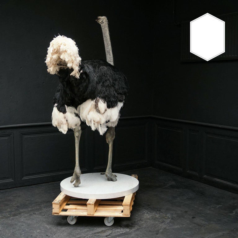 Common Ostrich Fine Taxidermy Object by Sinke & Van Tongeren For Sale 4