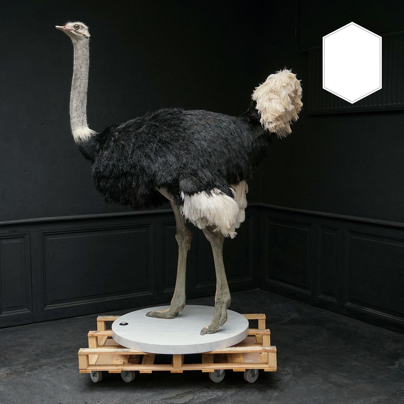 A unique hand-sculptured mannequin creates a one of a kind work of fine 
Taxidermy. Al the bare skin parts are hand-painted. This common African Ostrich is 2 meters high and built on a marble base.

All animals used by Sinke and Van Tongeren are