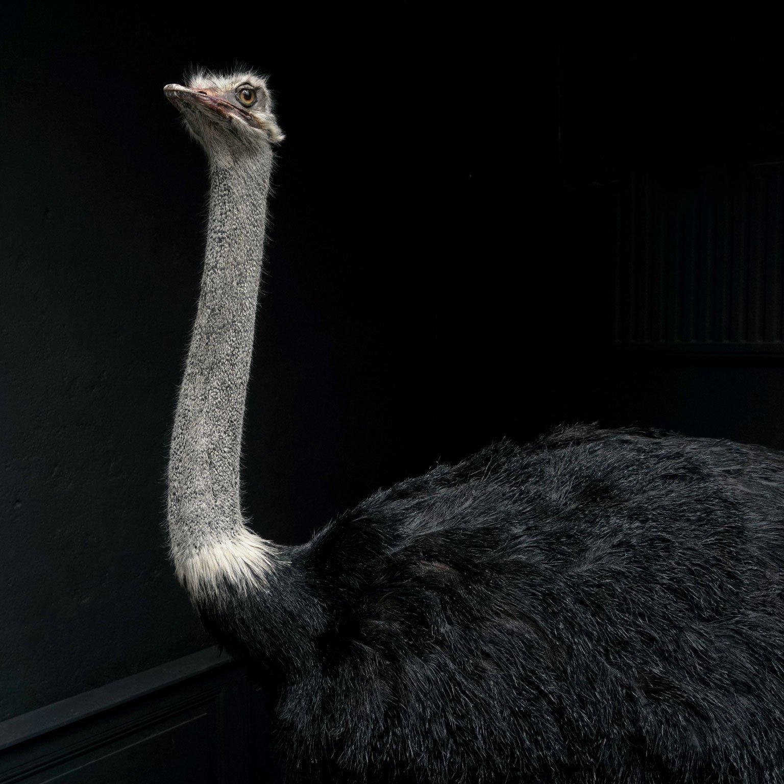 taxidermy ostrich