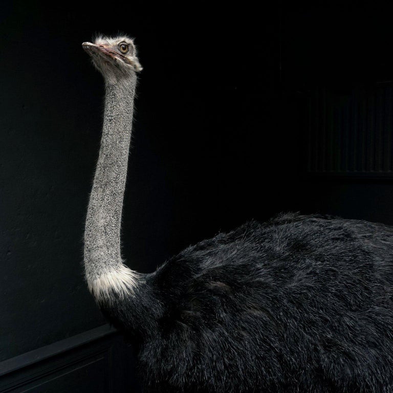 Common Ostrich Fine Taxidermy Object by Sinke & Van Tongeren In Excellent Condition For Sale In Haarlem, NL