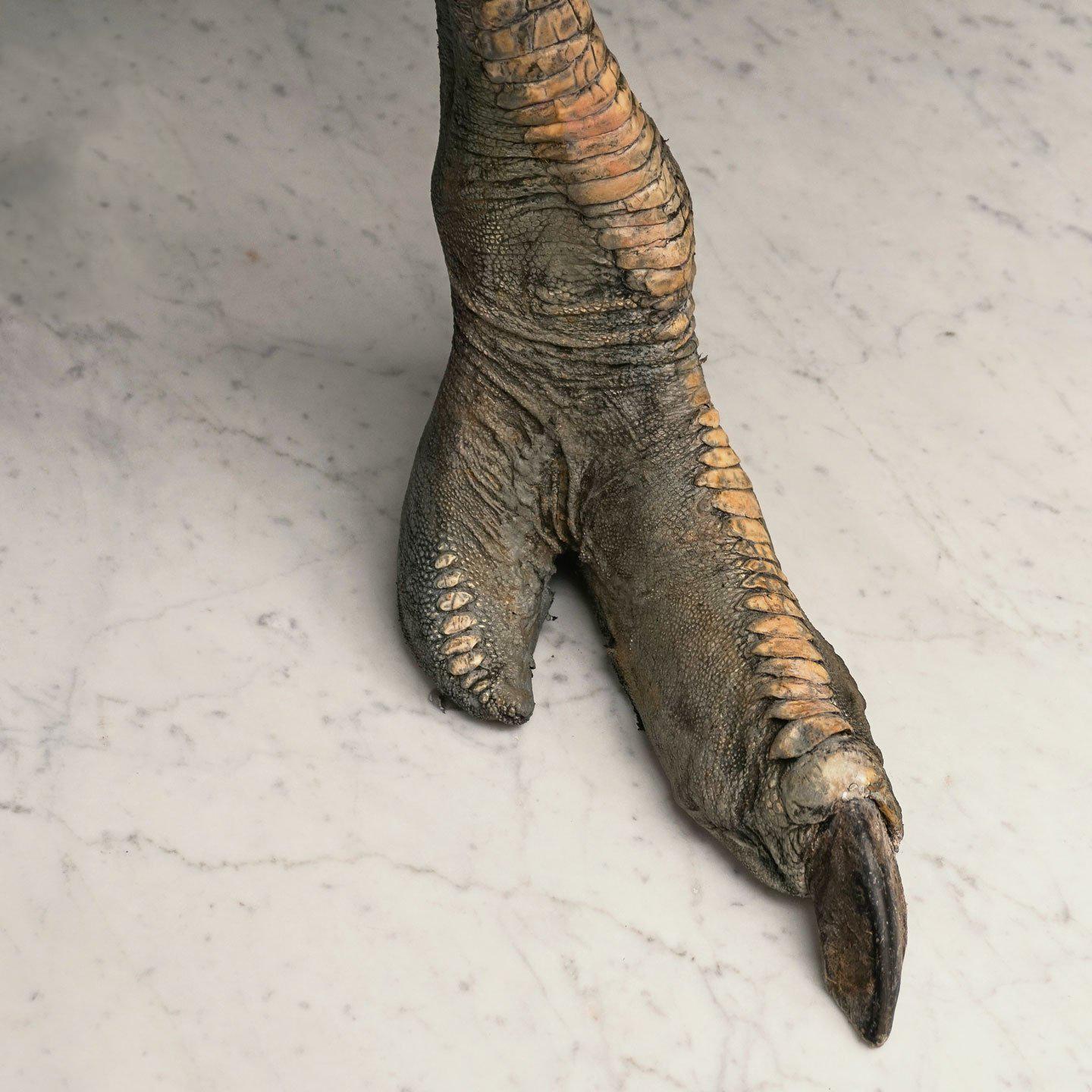 Dutch Common Ostrich Fine Taxidermy Object by Sinke & Van Tongeren For Sale