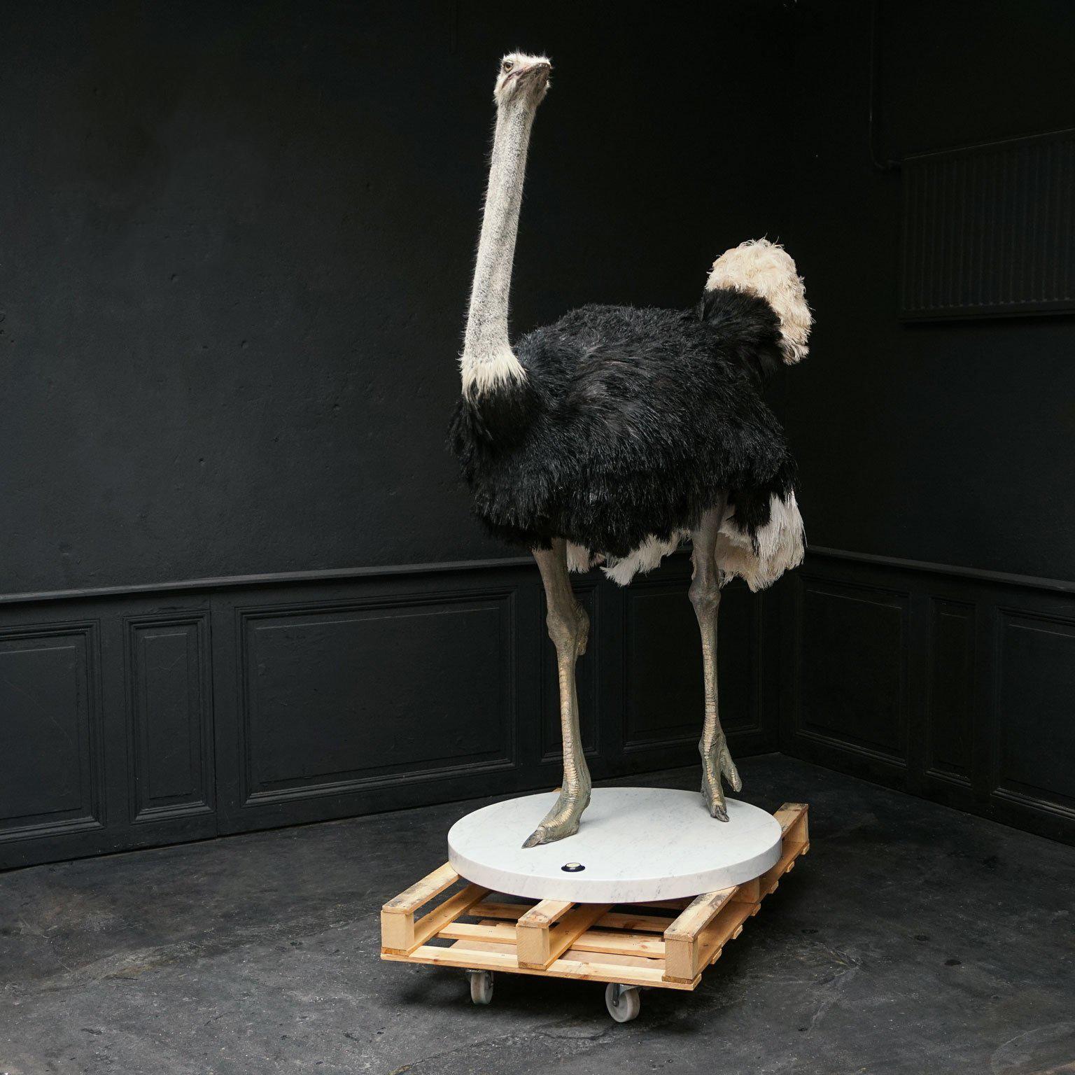 Contemporary Common Ostrich Fine Taxidermy Object by Sinke & Van Tongeren For Sale