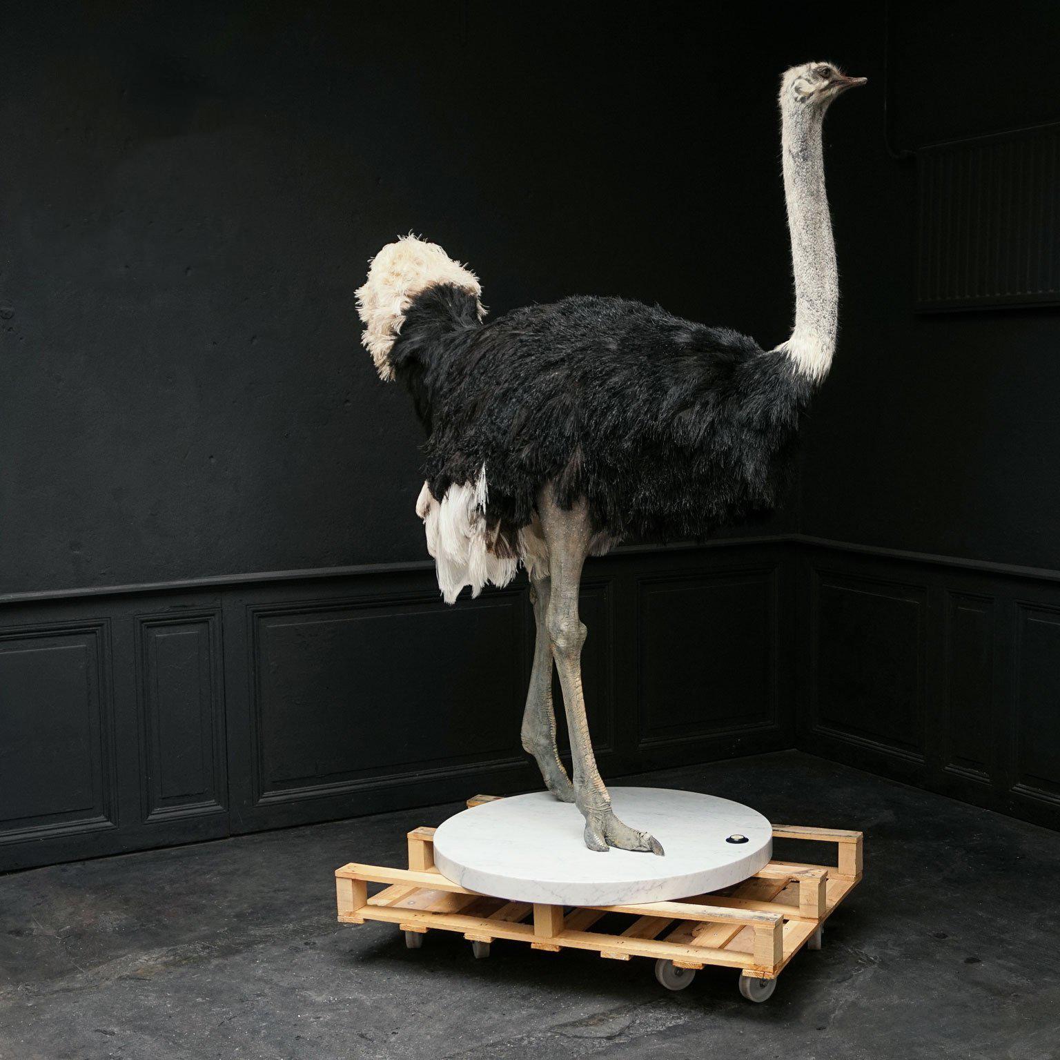 Animal Skin Common Ostrich Fine Taxidermy Object by Sinke & Van Tongeren For Sale
