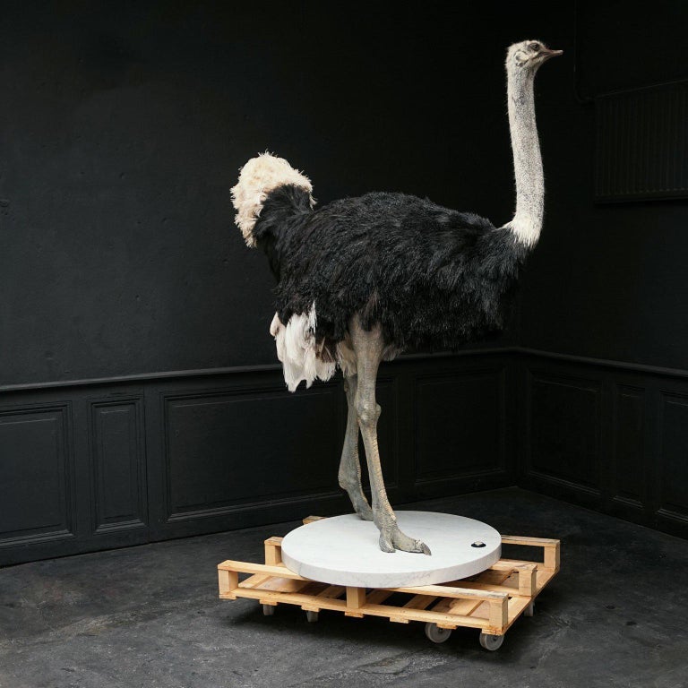 Common Ostrich Fine Taxidermy Object by Sinke & Van Tongeren For Sale 3