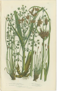 Common Wall Spleenwort Ferns, Victorian Botanical Prints, 1873 Pair