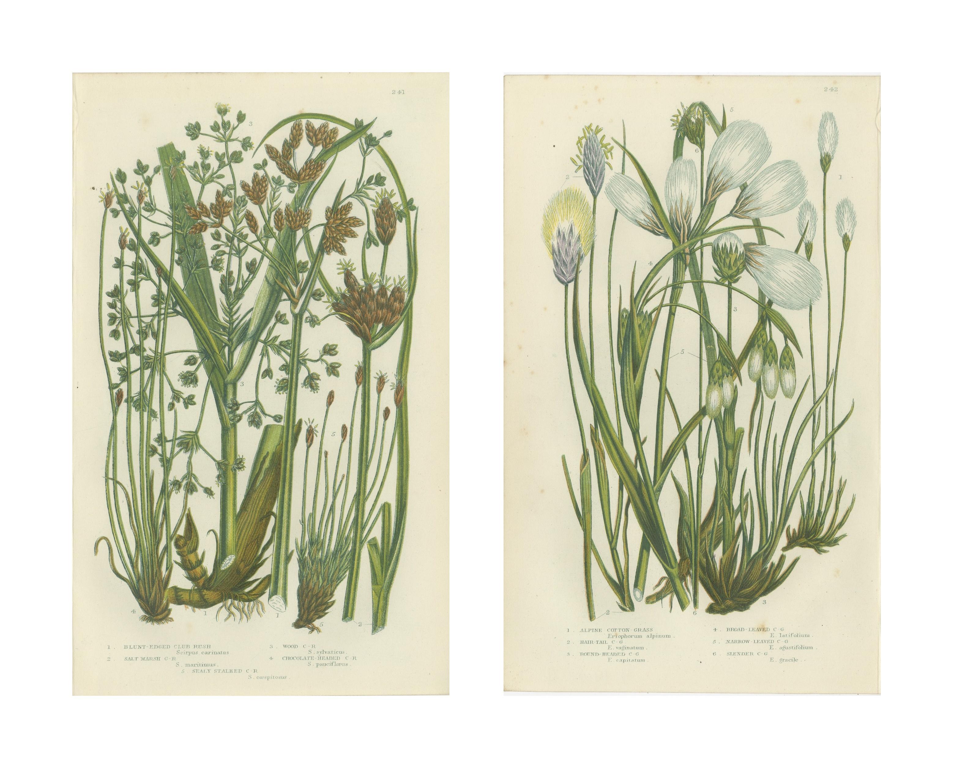 Common Wall Spleenwort Ferns, Victorian Botanical Prints, 1873 Pair