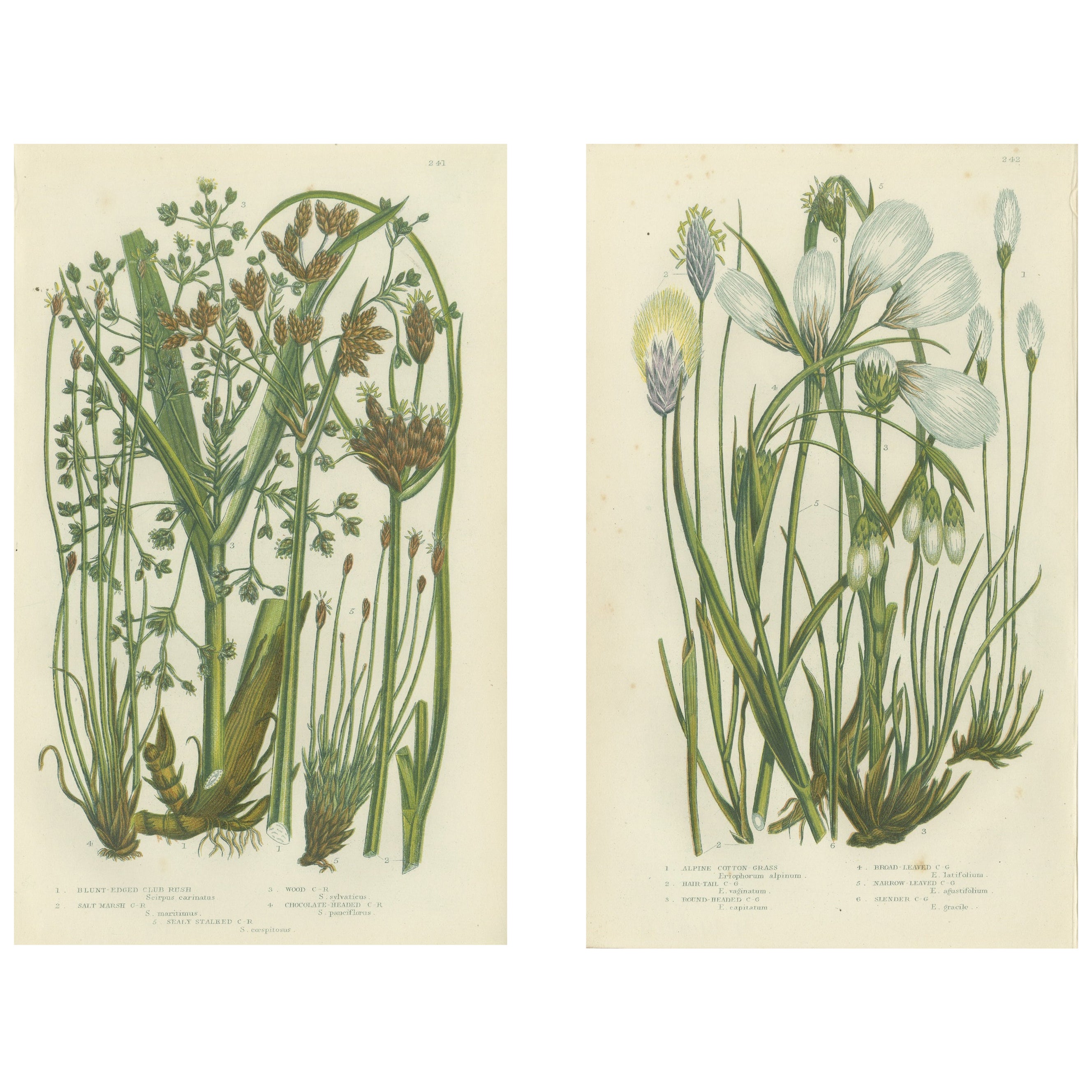 Common Wall Spleenwort Ferns, Victorian Botanical Prints, 1873 Pair