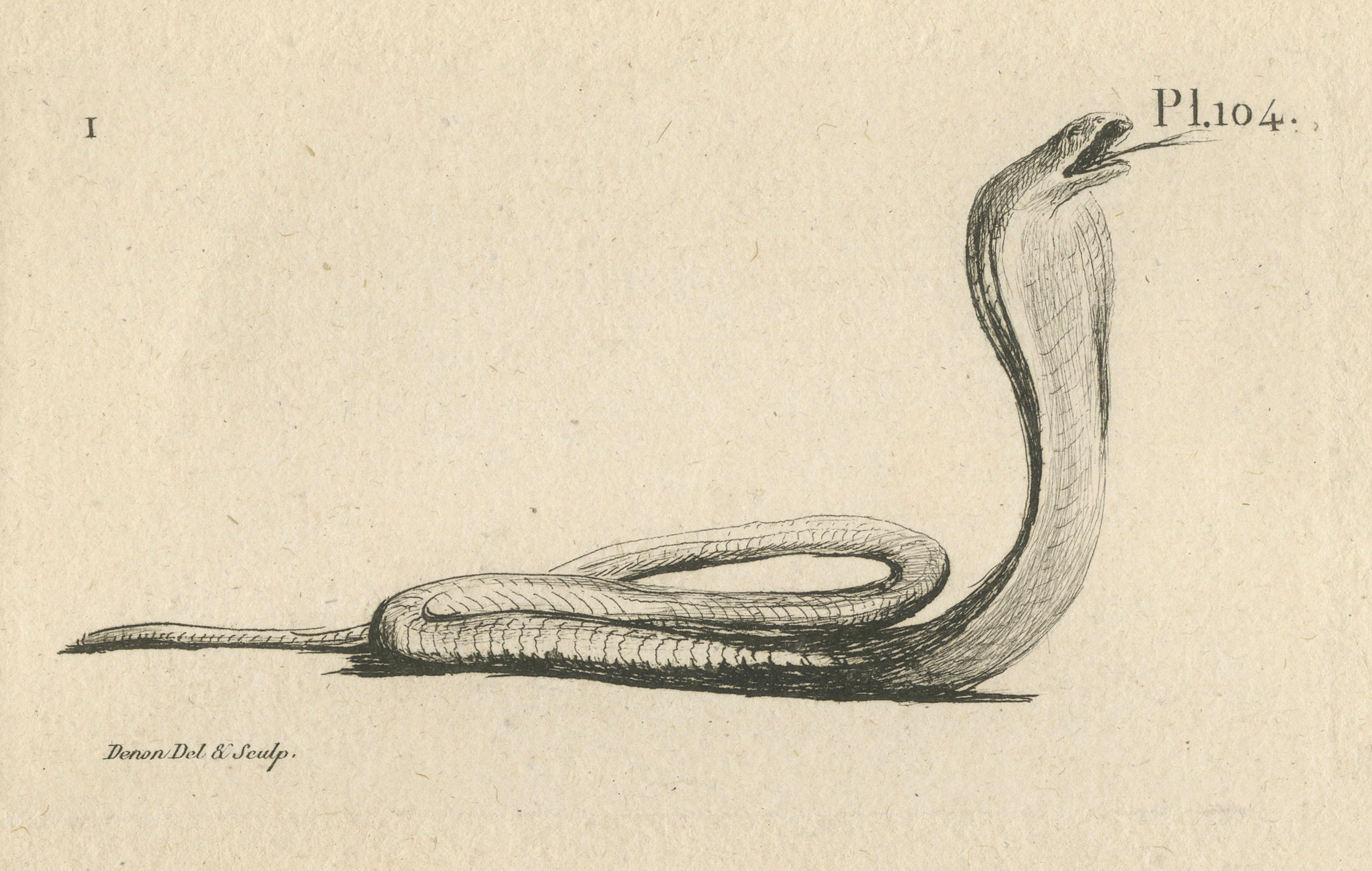 Comparative Head Studies and Cobra, Egypt, Antique Engraving, c.1802