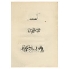 Comparative Head Studies and Cobra, Egypt, Antique Engraving, c.1802 Comparative Head Studies and Cobra, Egypt, Antique Engraving, c.1802