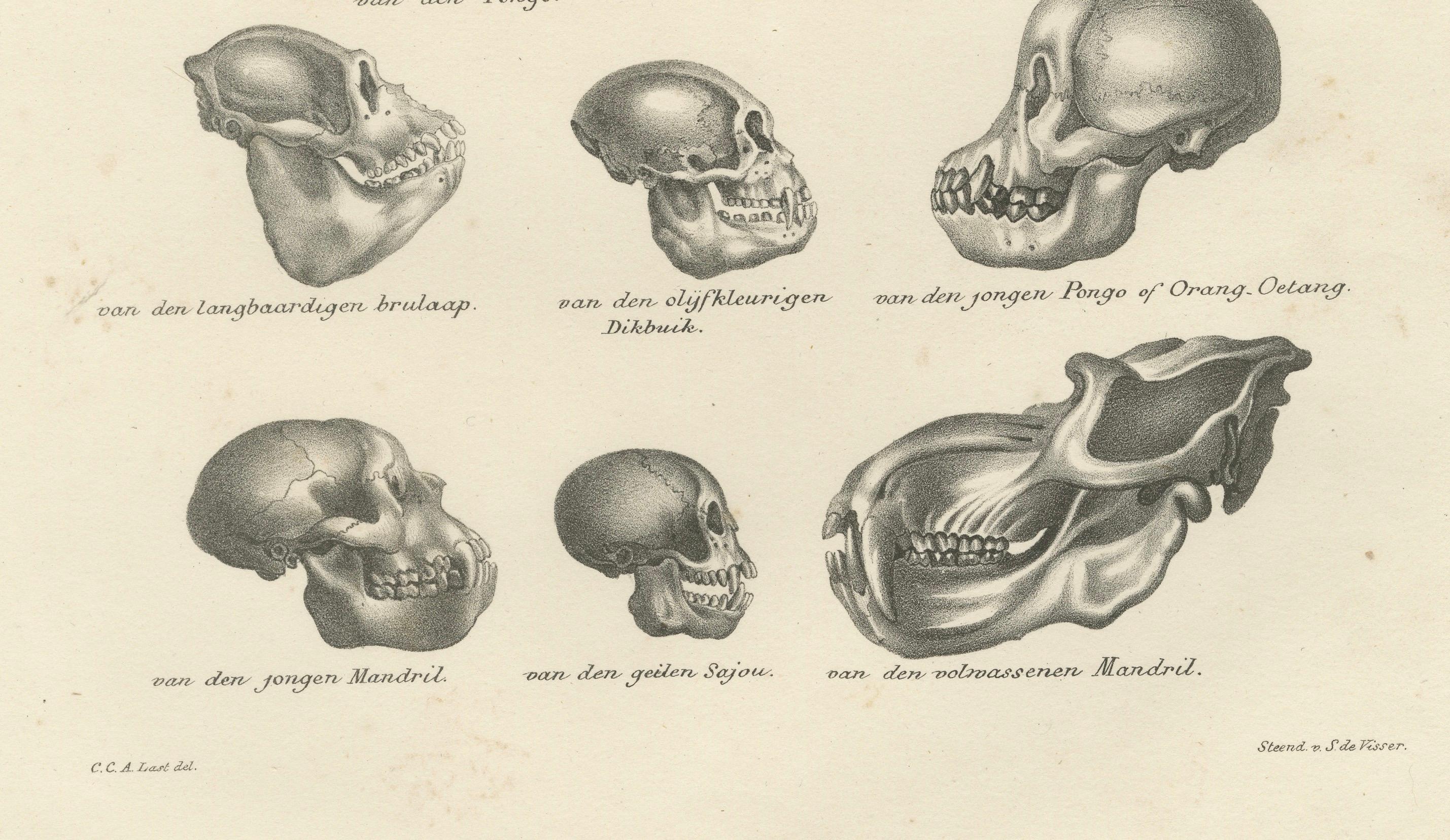 Diese Lithografie mit dem Titel *Schädel* ist ein weiteres detailliertes Werk von Carel Christiaan Antony Last aus Heinrich Rudolf Schinz' *Volledige Natuurlijke Historie der Zoogdieren* (1836). Die von S. de Visser en Zoon herausgegebene