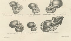 Comparison of Human and Primate Skulls, Lithograph by C.C. Last, 1836