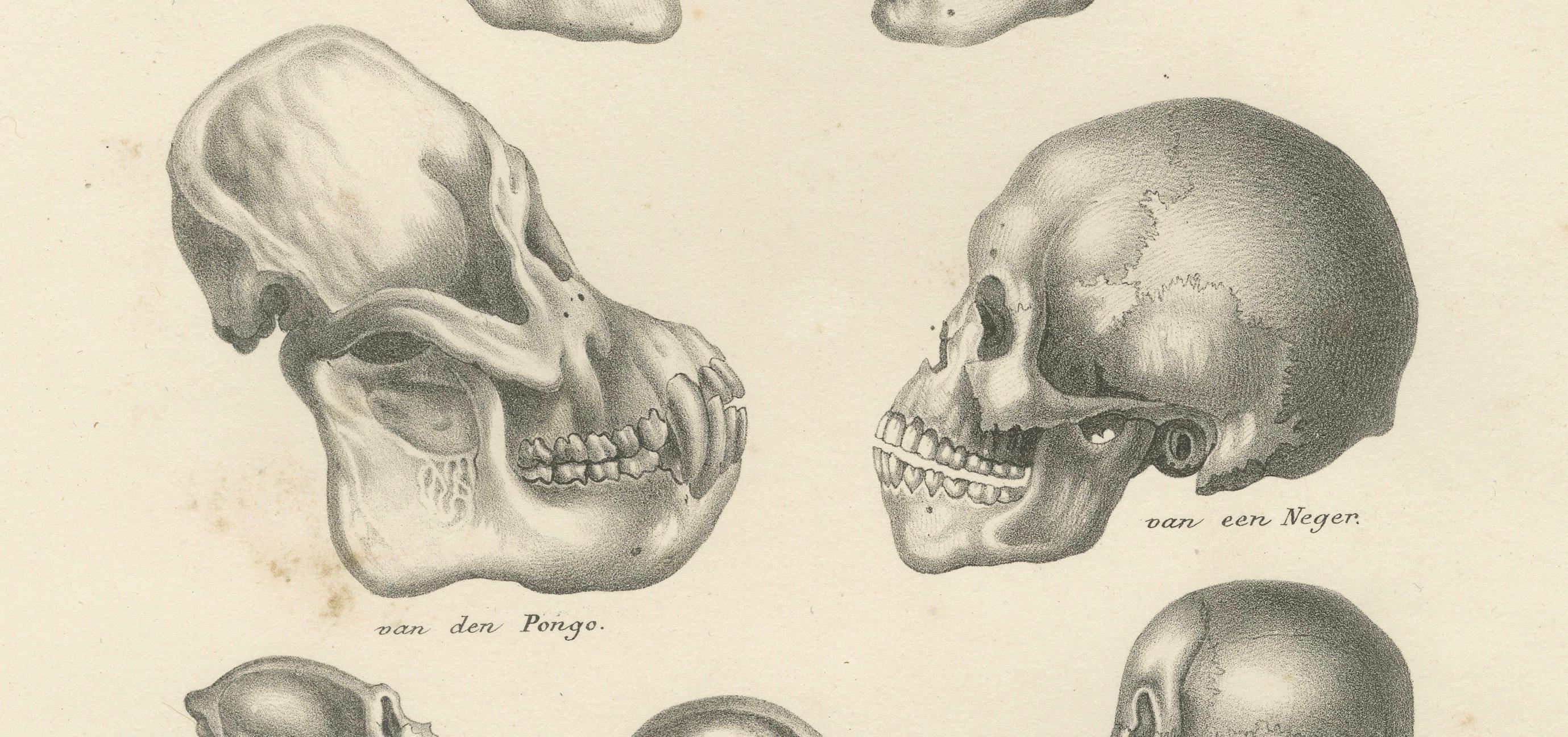 Vergleich von menschlichen und Primärskulpturen, Lithographie von C.C. Last, 1836 (Graviert) im Angebot