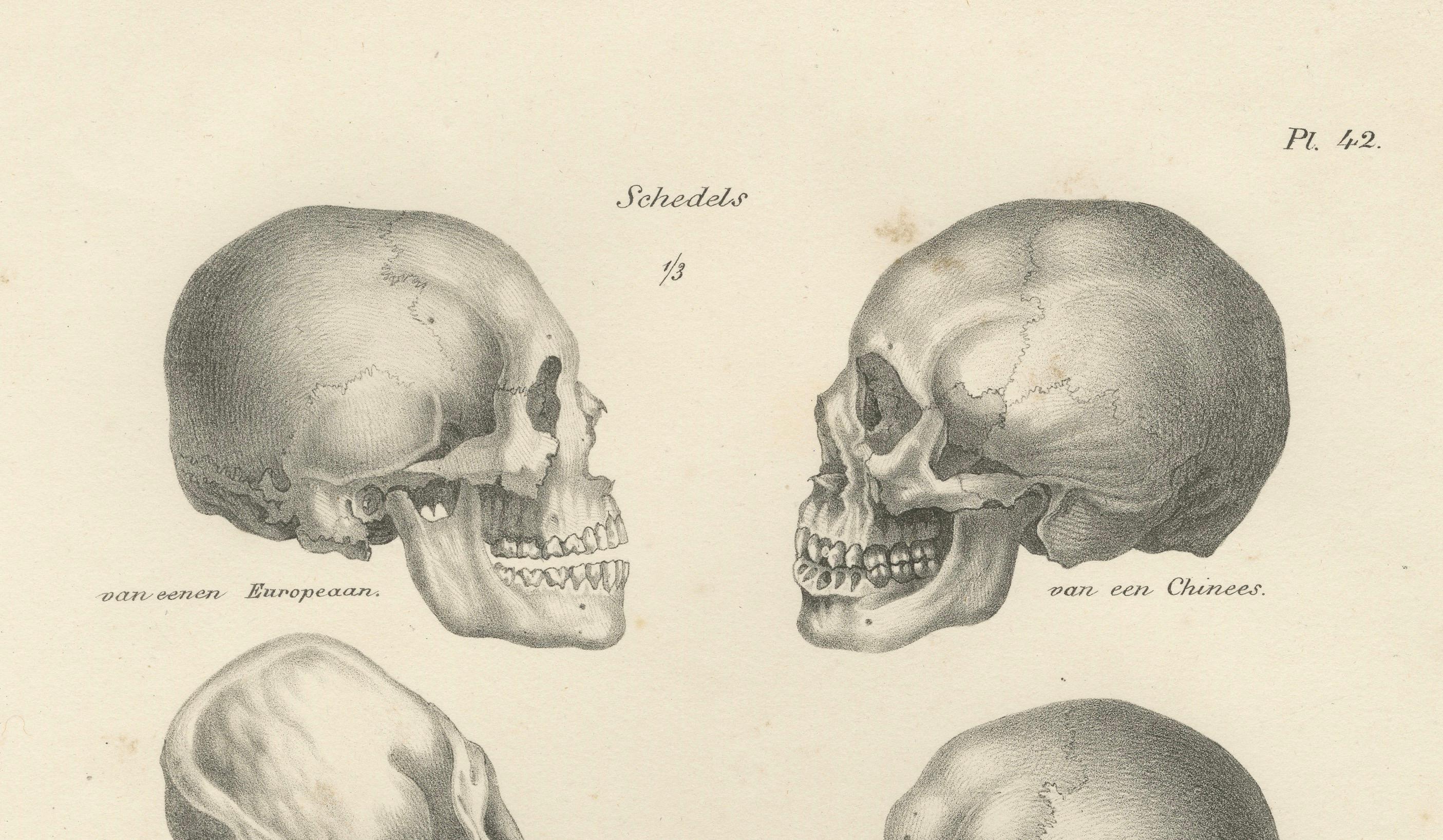 Vergleich von menschlichen und Primärskulpturen, Lithographie von C.C. Last, 1836 im Zustand „Gut“ im Angebot in Langweer, NL