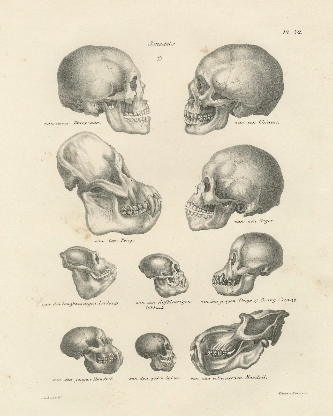 Vergleich von menschlichen und Primärskulpturen, Lithographie von C.C. Last, 1836 (Mittleres 19. Jahrhundert) im Angebot