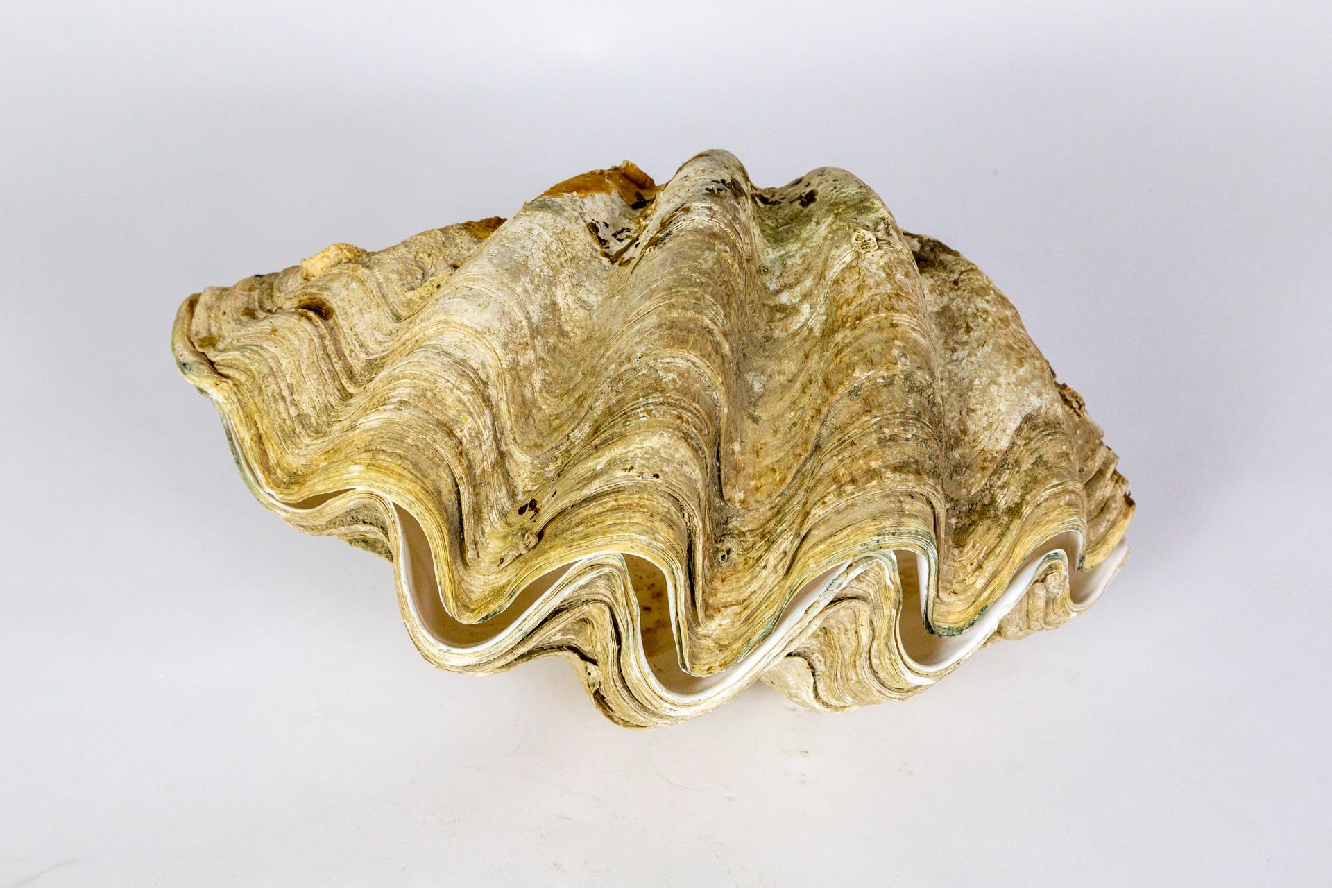 Complete Giant Clam Shell Specimen Tridacna  8