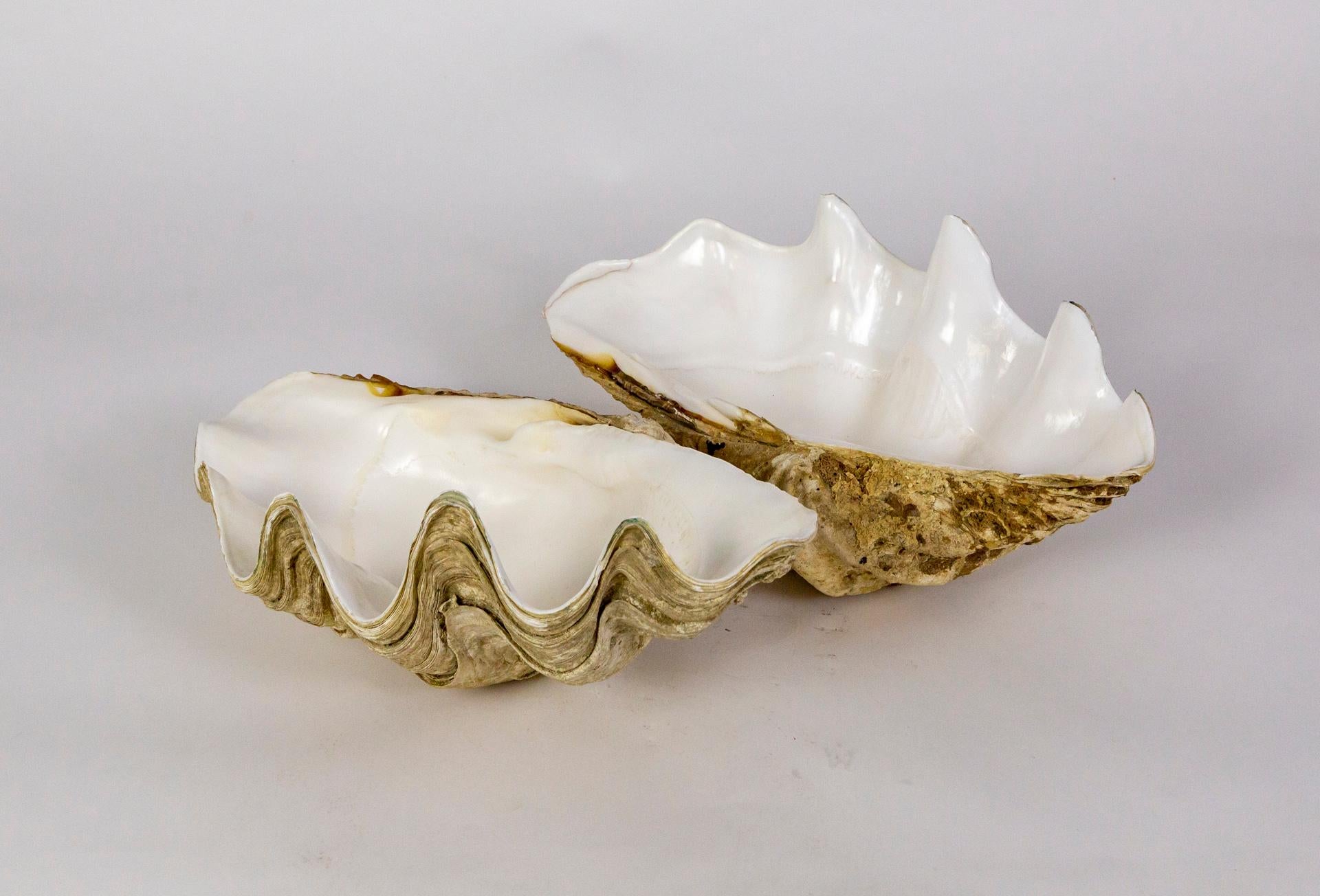 Tridacna (giant clam) is a genus of large, saltwater clams, with striated shells with 4-6 fluted folds. This complete shell sits beautifully at an angle, as though it's floating. It has encrustations of shells, coral, sponge, and barnacles on the