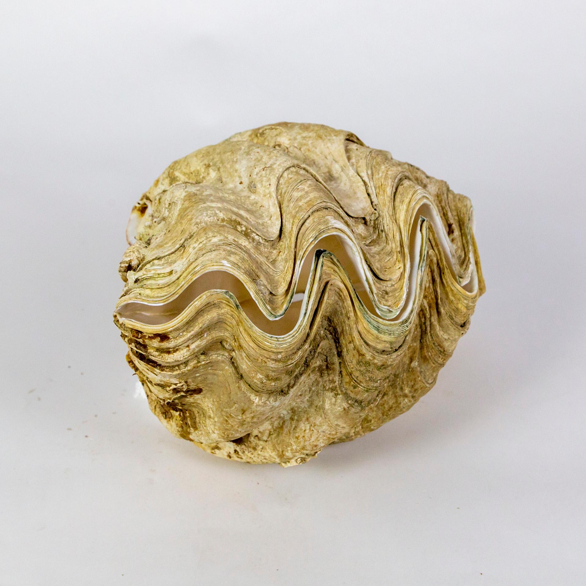Complete Giant Clam Shell Specimen Tridacna  In Good Condition In San Francisco, CA