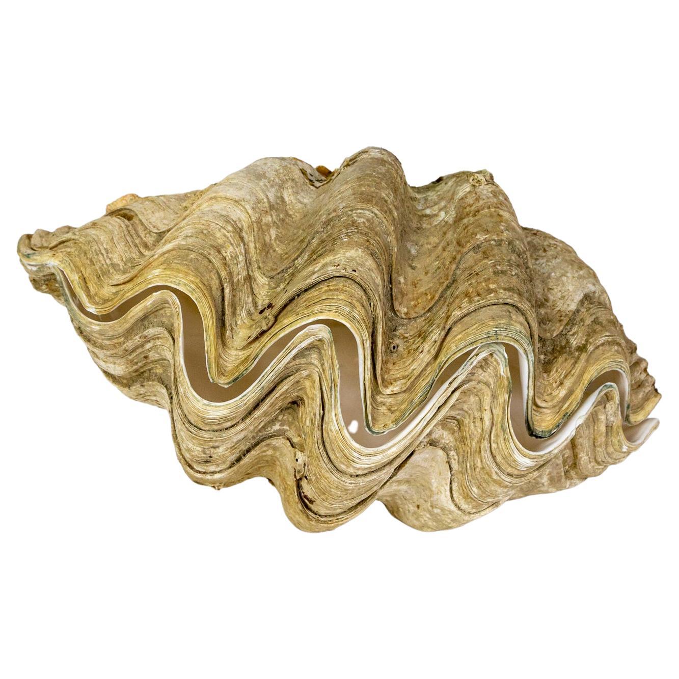 Complete Giant Clam Shell Specimen Tridacna 